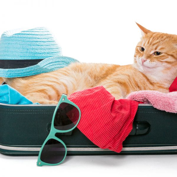 Dovremmo portare il gatto in vacanza con noi? - Zylkene